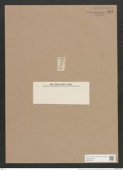 Navicula elliptica v. parva O.M. (de-Toni-Nr.: Genus 1, Species 298) Zeichnungen Sammlung Grunow Nr. 695 (NHMW-BOT-W0367070)